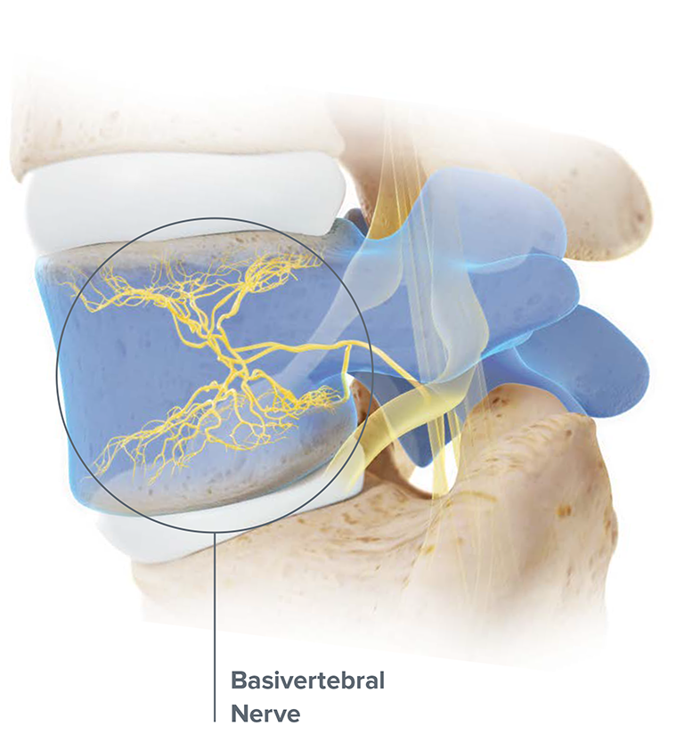 basivertebral nerve illustration